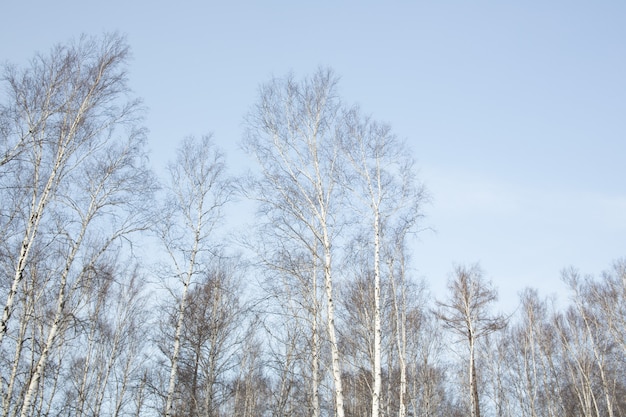 Bladerloze takken van berkenbomen tegen de helderblauwe lucht.