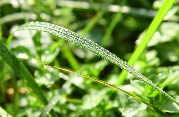 blades of grass with dew