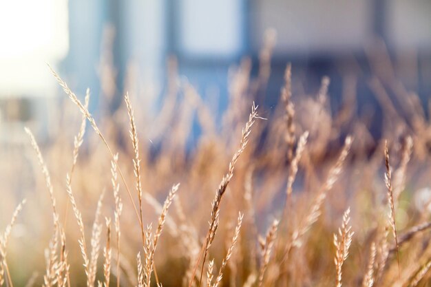 Blades of straw grass