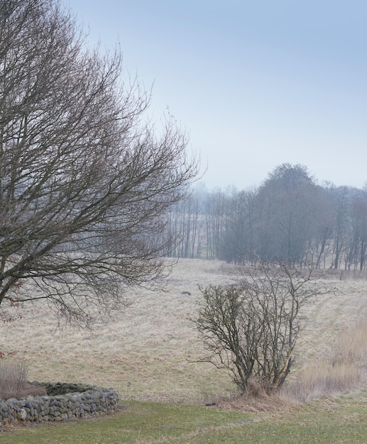 Bladloze bomen in een bos in de winter op een heldere hemel met kopieerruimte Landschap van veel droge boomtakken, gras en levenloze struiken in een wilde open milieuvriendelijke omgeving aan het einde van het herfstseizoen