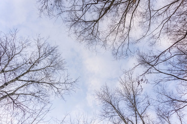 Bladloze boomtakken op blauwe hemel