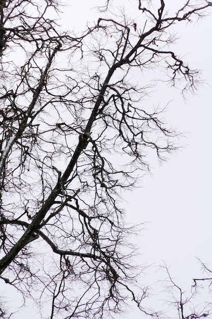 Bladloze takken van park winter bomen