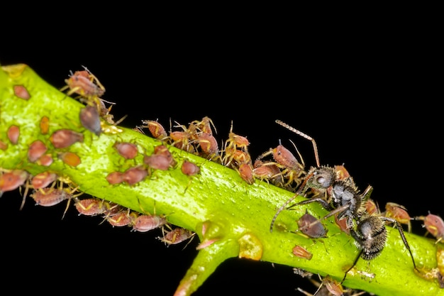 Bladluizen of plantenluizen zijn kleine insecten die zich voeden met plantensap, de superfamilie van bladluizen of Aphidoidea.