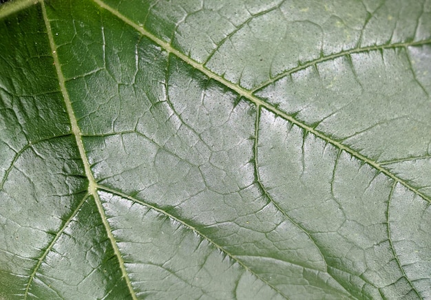 Bladtextuur, close-up