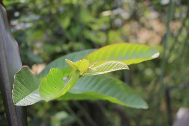 Bladtoppen van guavefruitplanten