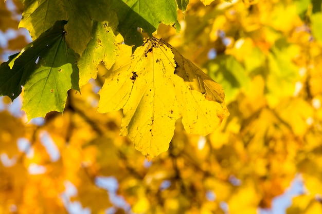 Bladval in het bos