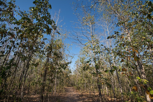 Bladverliezend bos