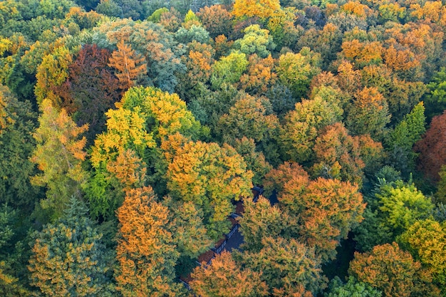 Bladverliezend herfstbos, luchtfoto, patroon of textuur.