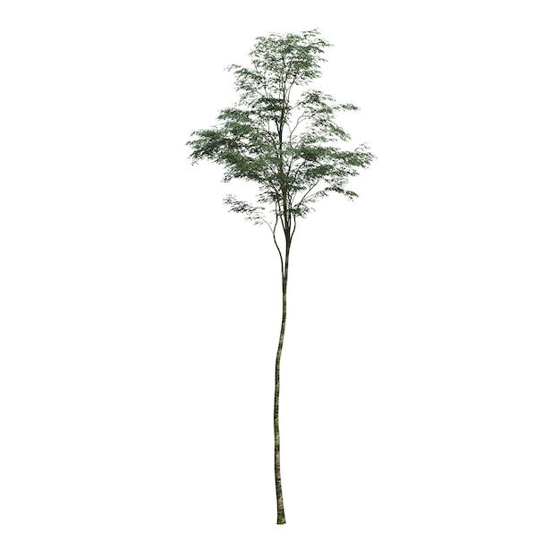 bladverliezende boom, geïsoleerd op een witte achtergrond, 3D illustratie, cg render