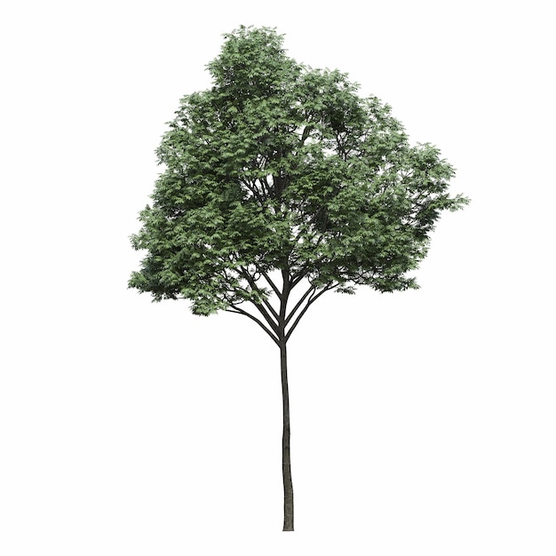 bladverliezende boom, geïsoleerd op een witte achtergrond, 3D illustratie, cg render