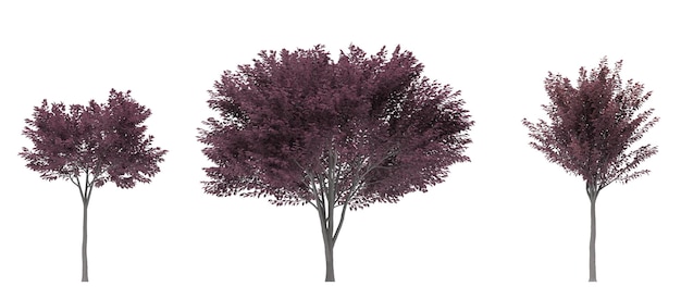 Bladverliezende boom op een witte achtergrond geïsoleerde tuin element 3d illustratie cg render