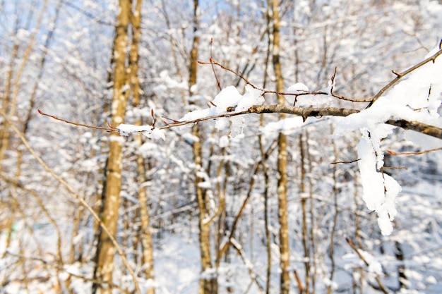 Bladverliezende boomtak in sneeuw in winterbos.