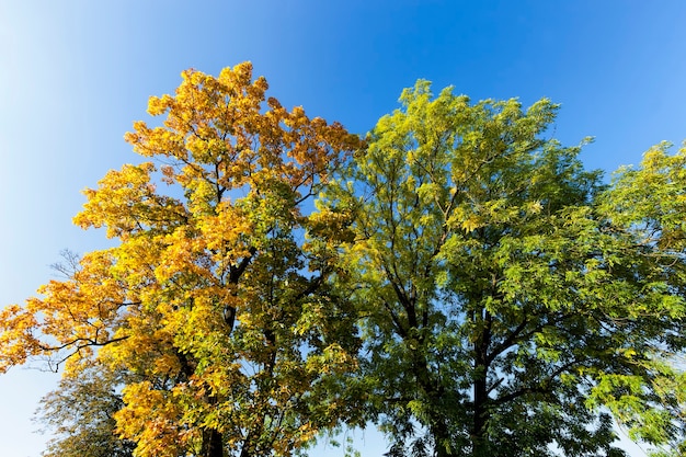 Bladverliezende eiken in het bos of in het park in de herfstblad vallen