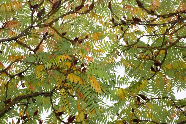 Bladverliezende kroon van een boom met herfstgele en groene bladeren waar de lucht doorheen schijnt