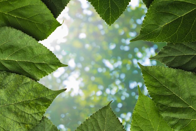 bladvervaging buiten groen natuurlijk