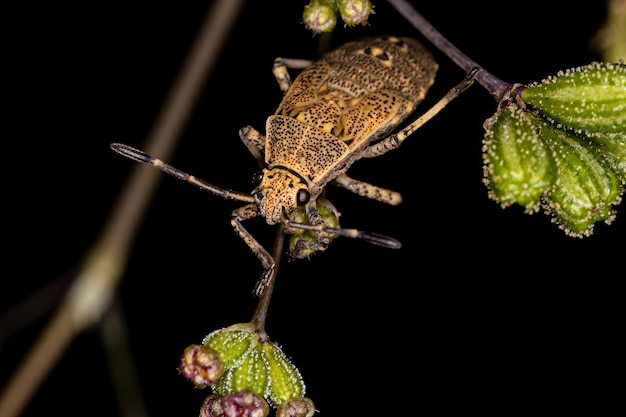 Bladvoetige insectennimf