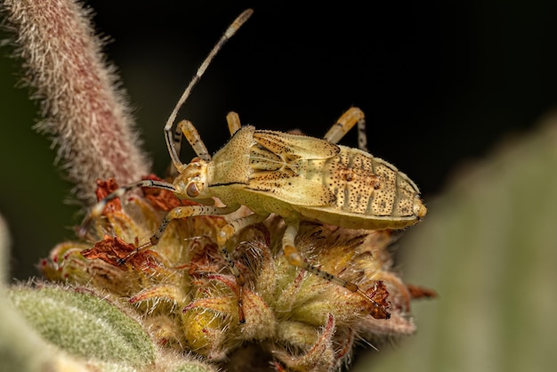 Bladvoetinsect Nymph