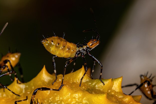 Bladvoetinsect Nymph