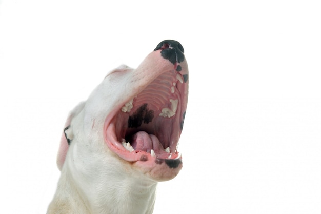 Blaffende dogo Argentino