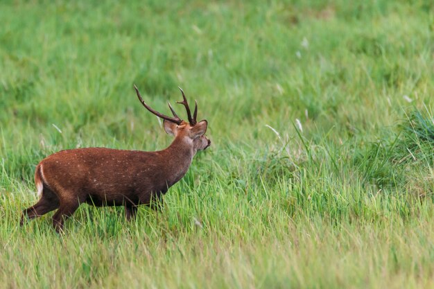 Blaffende herten op grasveld