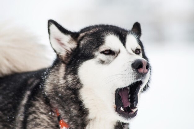 Blaffende Siberische Husky