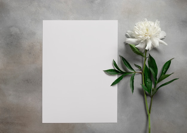 Blanco papier en witte pioenroos