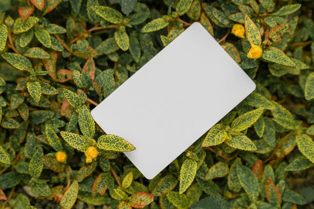 Blank Business Card on Grass