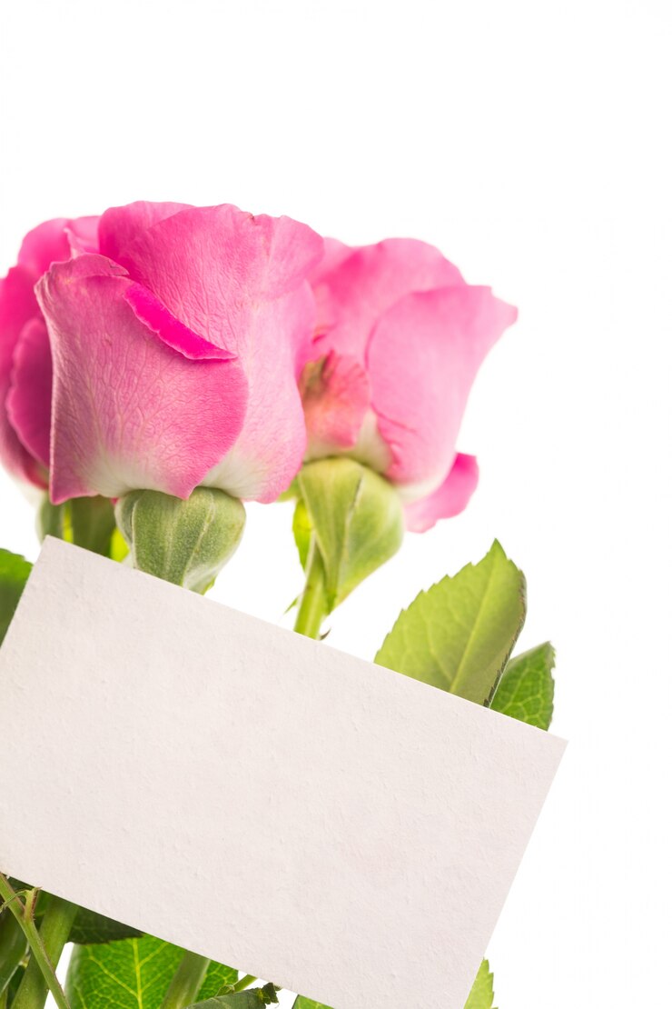 Photo blank card with pink roses