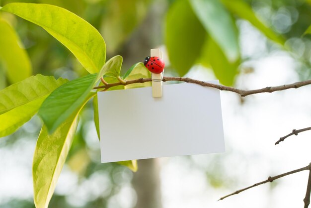 Blank card with summer background