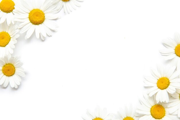 Blank for greetings with chamomile