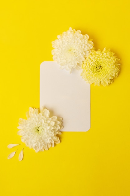 Blank isolated white card on the bold yellow background with beautiful chrysanthemums on it