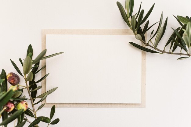 Photo blank paper and olive branches