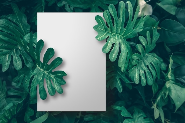 Photo blank paper on the tropical green leaf background