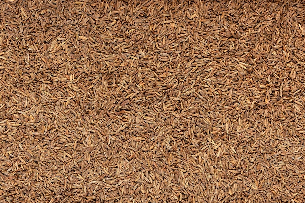 Blank photography of cumin