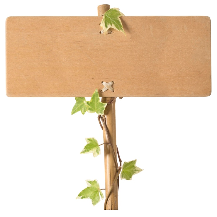 Photo blank signpost and ivi around the post isolated over white background.