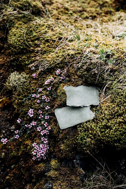 Blank signs lie on stones overgrown with moss and green grass surrounded by beautiful flowers close