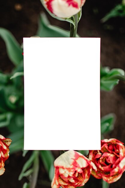 Blank white beautiful editable draft for professional and personals use and main for advertisement