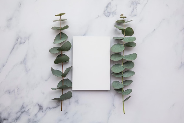 Blank white invitation stationery card with eucalyptus leaves