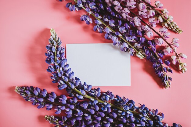 Blank white paper card note mockup for text with frame made of flowers lupine in blue lilac color in full bloom on a pink background flat lay. space for text