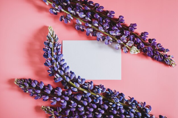 Blank white paper card note mockup for text with frame made of flowers lupine in blue lilac color in full bloom on a pink background flat lay. space for text