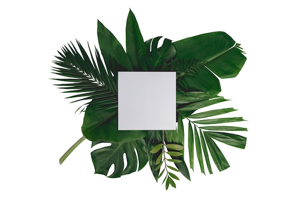 Blank white paper and tropical leaves top view