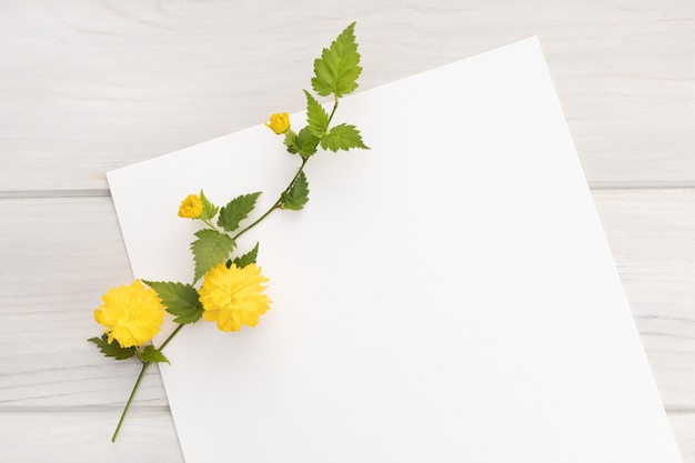 Blank white paper, yellow flower branch on wooden table