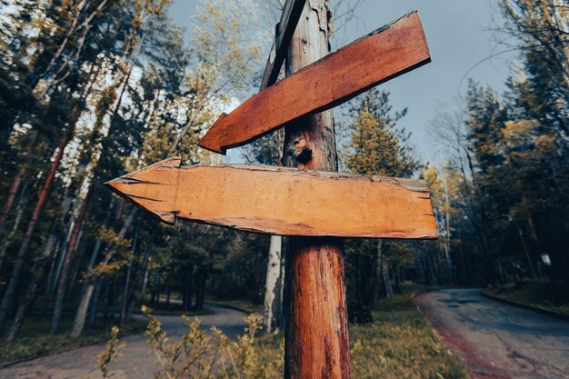 Photo blank wooden directional signs on tree