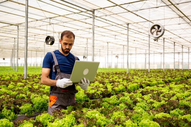 Foto blanke werknemer met een laptop in de hand tussen saladeplanten. verse plant