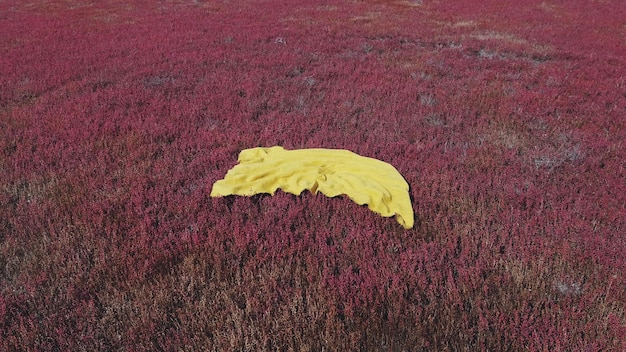 레반더 에 담요