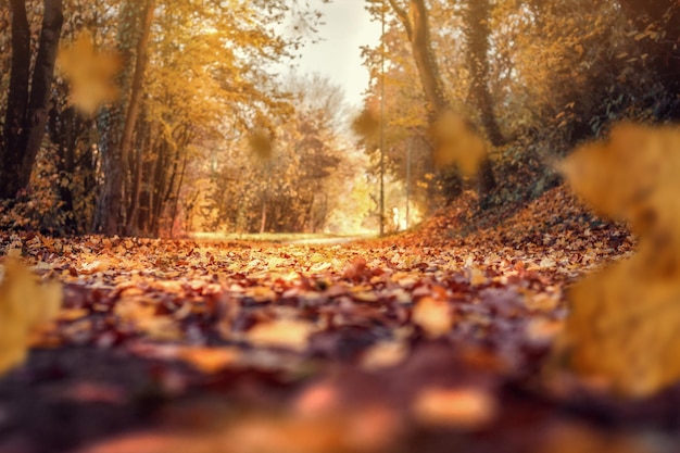 Blatter im Herbst auf einem Wanderweg