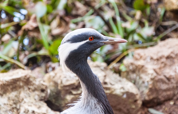 Blauw Afrikaans vogelclose-up