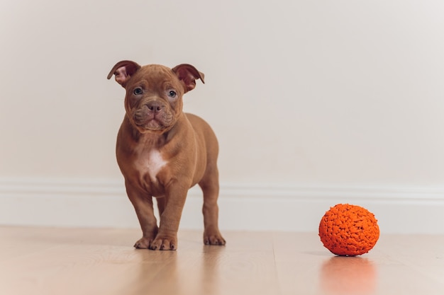 Blauw american bully pup nieuwsgierig kijken