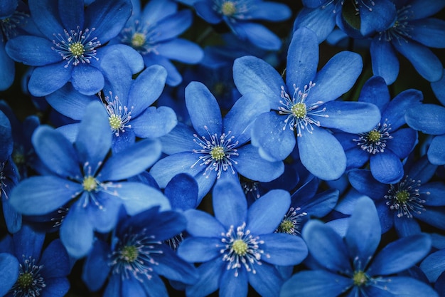 Foto blauw bos wilde bloemen achtergrond anemone hepatica amerikaanse leverwort kruid trinity bloeien