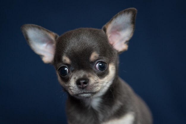 Blauw Chihuahua-puppy op een klassieke blauwe achtergrond.